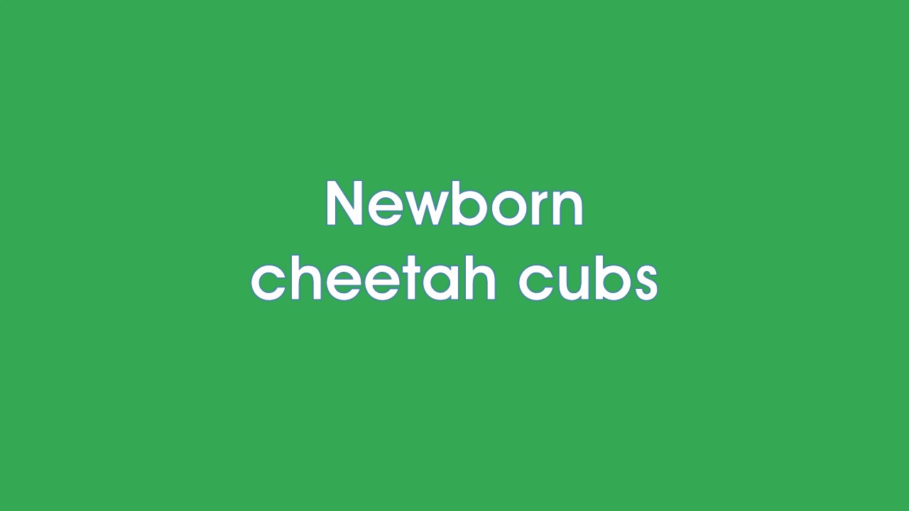 Newborn cheetah cubs in Kuno National Park