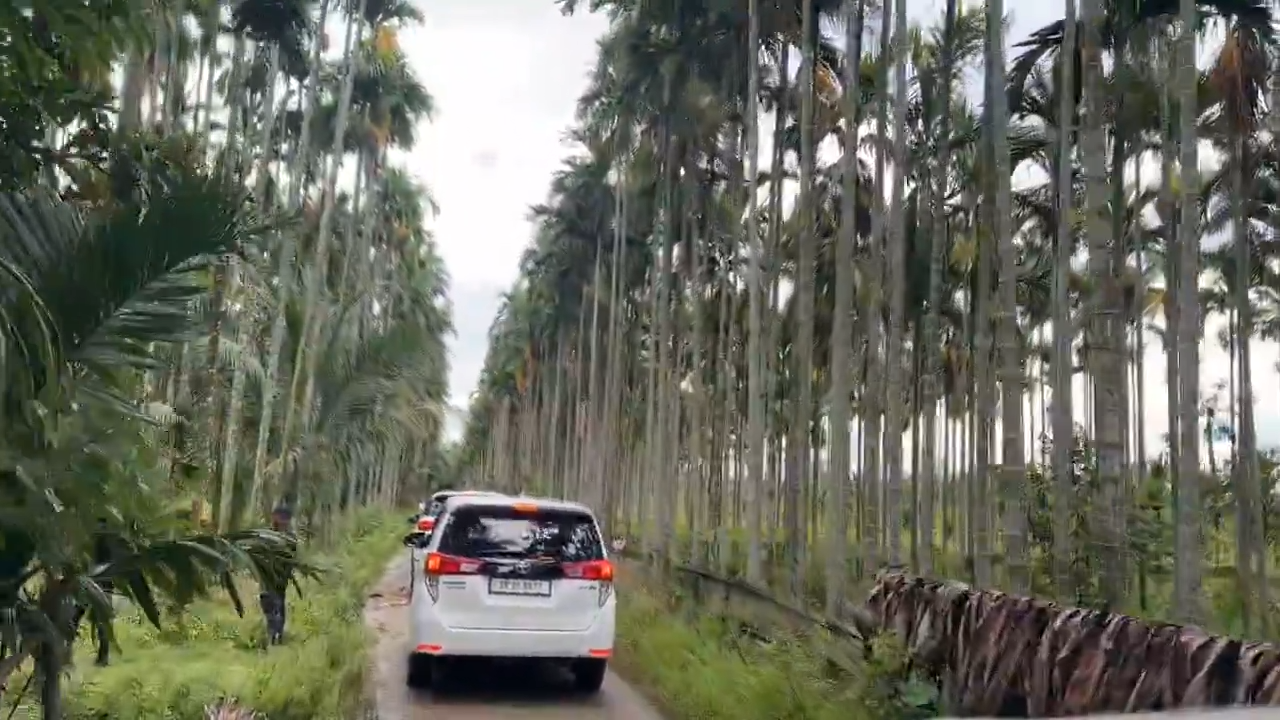Huge swathes of commercial betel nut plantations grown by encroachers in the forest land of Uriamghat…