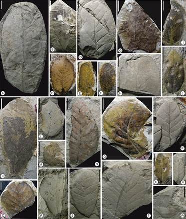 Leaf fossils reveal how Himalayas rewrote Kashmir weather 4-Million-Years ago