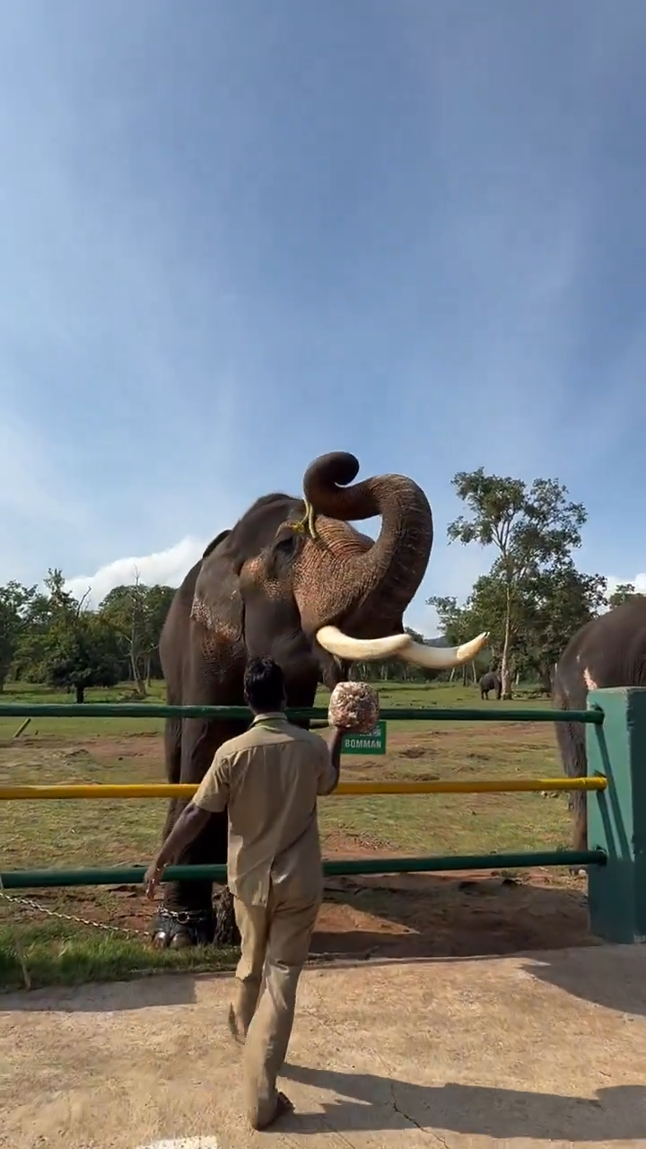 A wholesome meal for the Majestic elephants at the Theppakadu elephant camp,TN