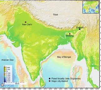 Plant Yielding The Fragrant Kewra is Older Than Human Civilization & Predates Himalaya Formation!